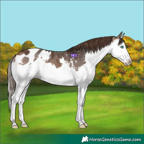 Horse Color:Bay Splash Blanket 