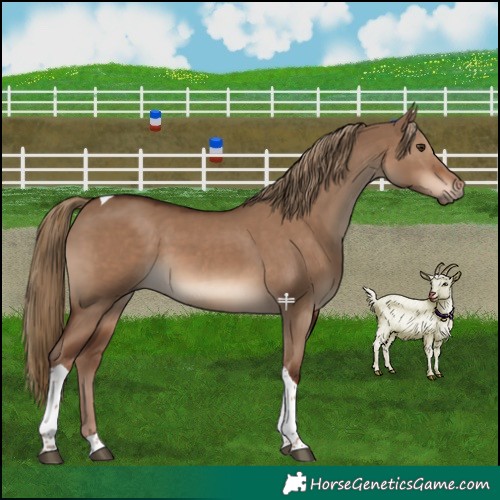 Horse Color:Liver Red Dun Tobiano 