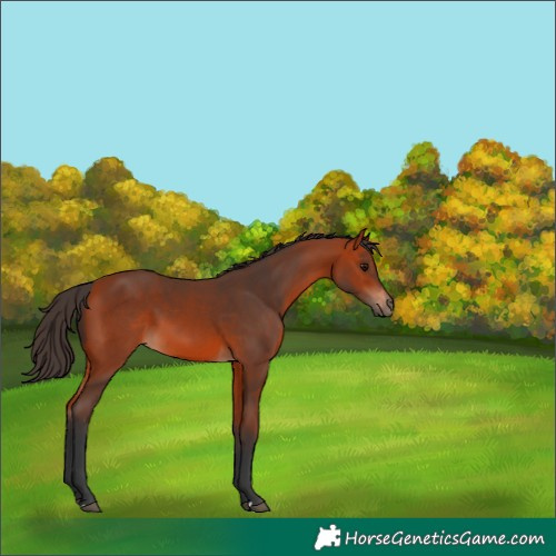 Horse Color:Bay 
