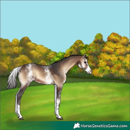 Horse Color:White Spotted Bay Onyx 