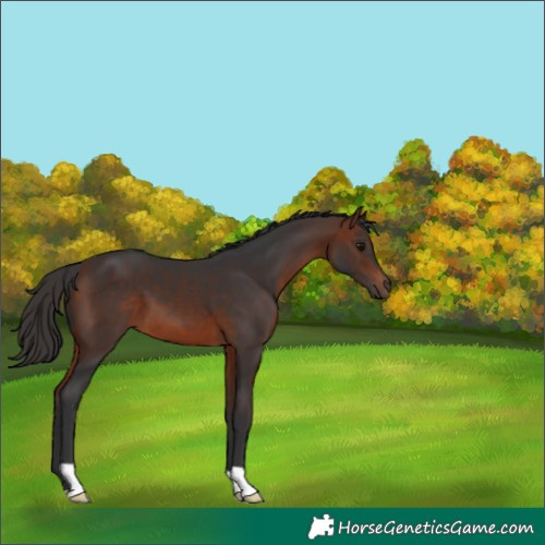 Horse Color:Bay 