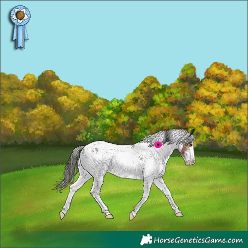 Horse Color:White Spotted Brown Appaloosa 
