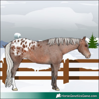 Horse Color:Silver Brown Blanket 