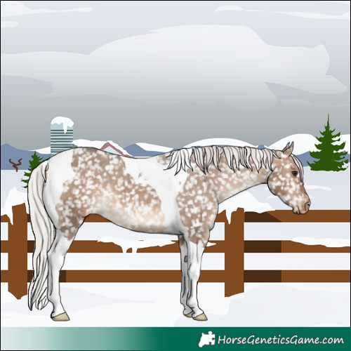 Horse Color:Silver Brown Dun Tobiano Snowflake Varnish 