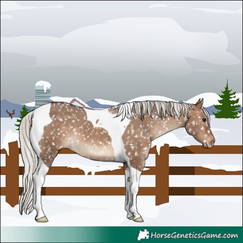 Horse Color:Silver Brown Dun Tobiano Appaloosa 