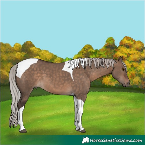 Horse Color:Silver Brown Dun Tobiano 
