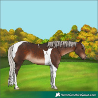 Horse Color:Silver Brown Tobiano 