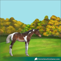 Horse Color:Silver Brown Tobiano 