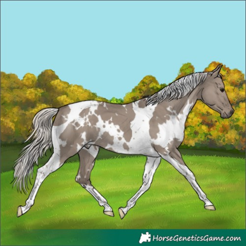 Horse Color:White Spotted Silver Grullo Tobiano 