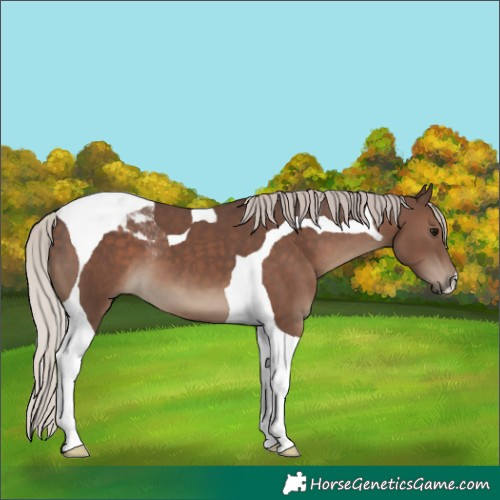 Horse Color:Silver Black Tobiano 
