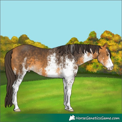 Horse Color:White Spotted Buckskin 