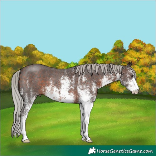 Horse Color:White Spotted Silver Brown 