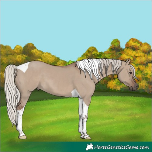 Horse Color:Silver Grullo Tobiano