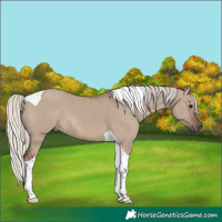 Horse Color:Silver Grullo Tobiano 