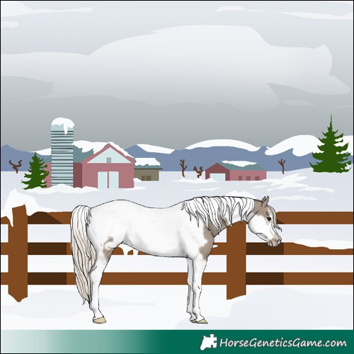 Horse Color:Silver Grullo Tobiano Frame