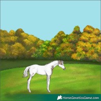 Horse Color:Silver Grullo Tobiano Frame 