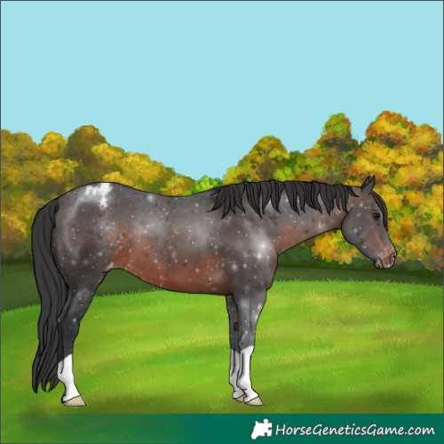 Horse Color:Brown Appaloosa 