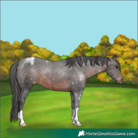 Horse Color:Brown Varnish
