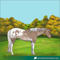 Horse Color:Silver Grullo Tobiano Appaloosa Rabicano 