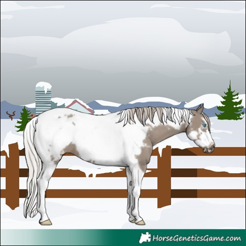 Horse Color:Silver Grullo Tobiano Frame 