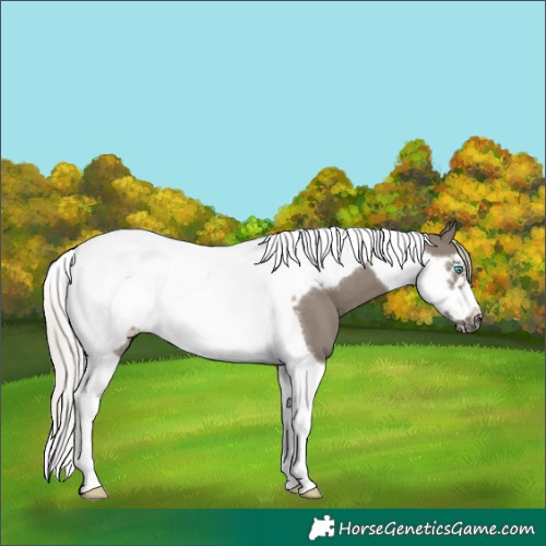 Horse Color:Silver Grullo Tobiano Frame 