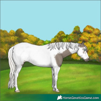 Horse Color:Silver Grullo Tobiano Frame
