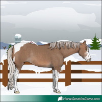 Horse Color:Silver Brown Dun Sabino Tobiano Rabicano 