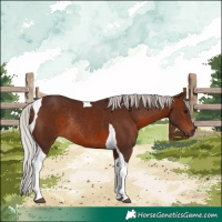 Horse Color:Silver Brown Tobiano Rabicano