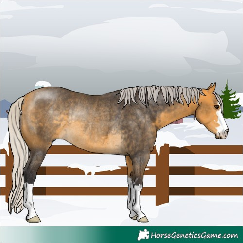 Horse Color:Silver Buckskin Rabicano