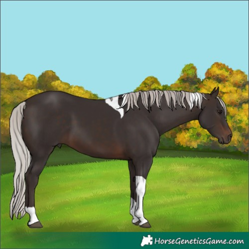 Horse Color:Silver Brown Tobiano 