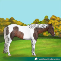 Horse Color:Silver Brown Tobiano Rabicano