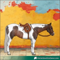 Horse Color:Silver Brown Tobiano Rabicano 