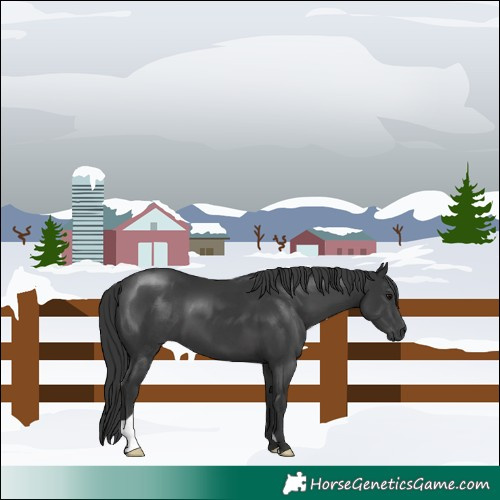Horse Color:Black 