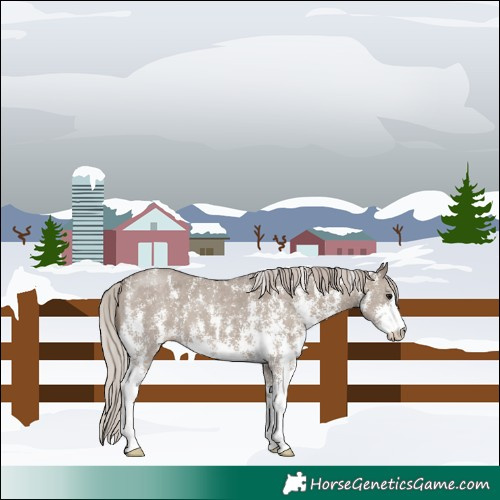 Horse Color:Silver Grullo Sabino
