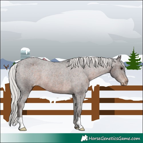 Horse Color:Silver Brown Appaloosa Rabicano 