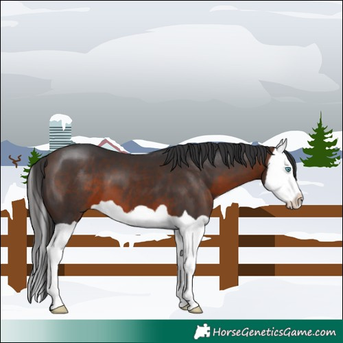 Horse Color:Brown Splash 