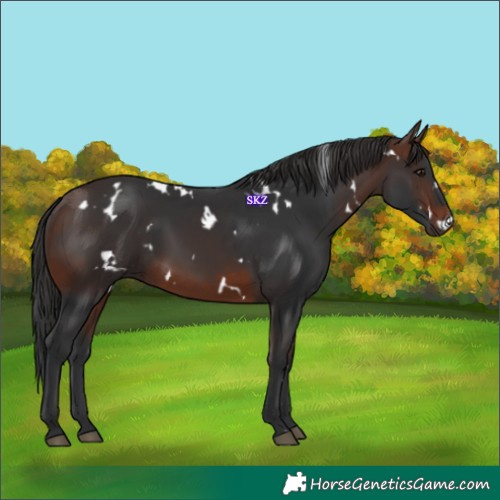 Horse Color:White Spotted Brown 