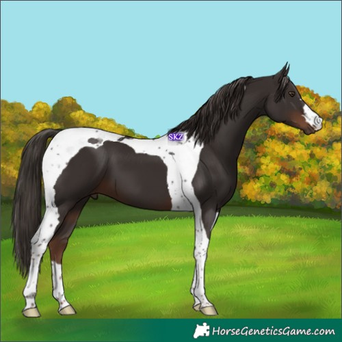 Horse Color:Liver Chestnut Tobiano 