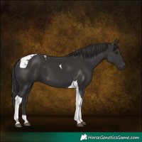 Horse Color:Smoky Black Tobiano