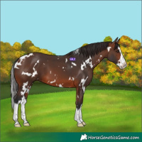 Horse Color:White Spotted Brown Splash