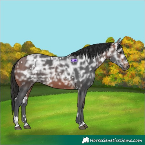 Horse Color:White Spotted Bay Ice Rabicano 