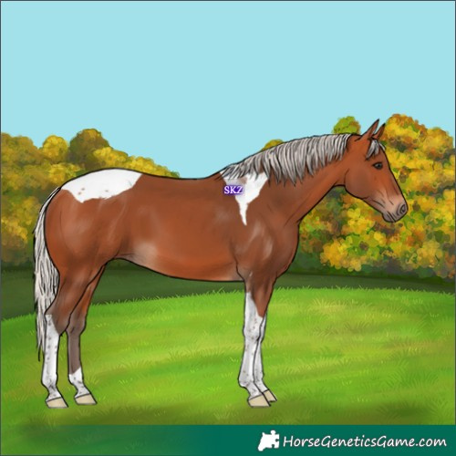 Horse Color:Silver Bay Tobiano