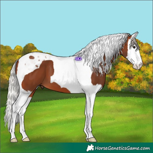 Horse Color:Silver Brown Splash Tobiano 