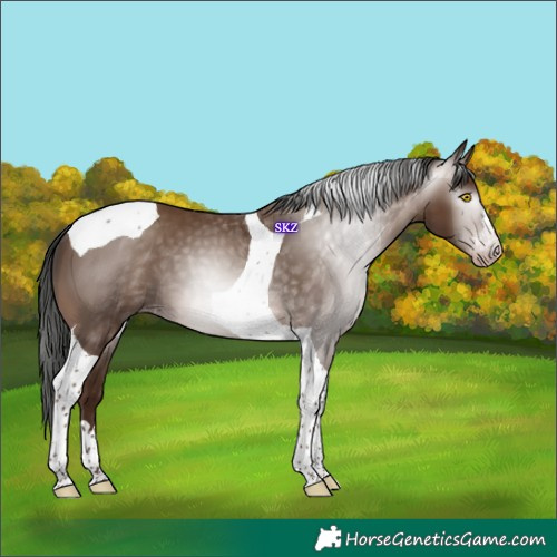 Horse Color:Gray Sable Champagne Tobiano 