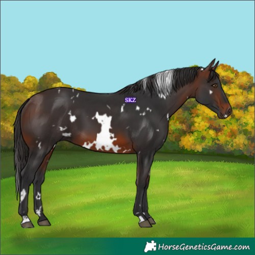 Horse Color:White Spotted Brown 