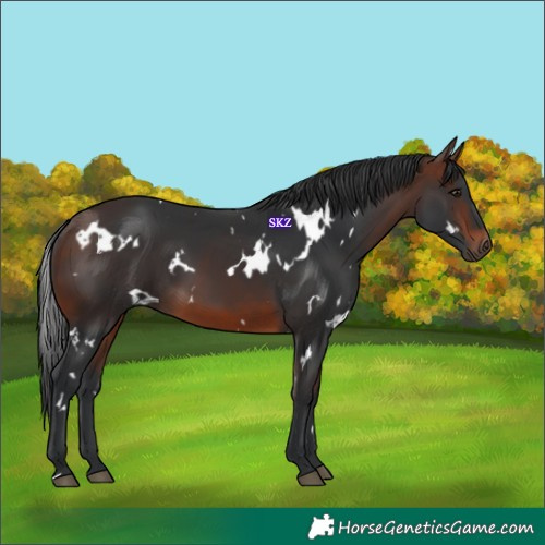 Horse Color:White Spotted Brown 