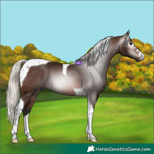 Horse Color:Gray Silver Bay Tobiano 