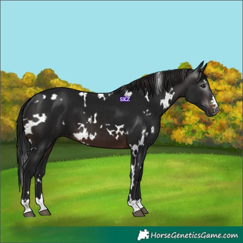 Horse Color:Gray White Spotted Brown 