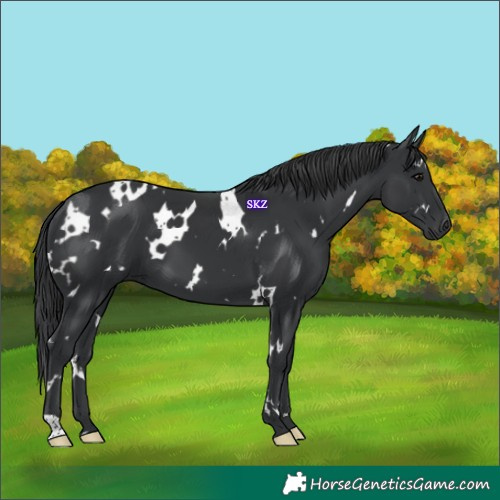 Horse Color:White Spotted Black 