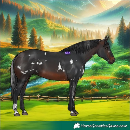 Horse Color:White Spotted Brown 